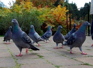 Pigeons in a Park